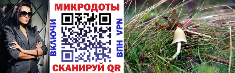 Купить  Северск  Псилоцибиновые грибы Cubensis 